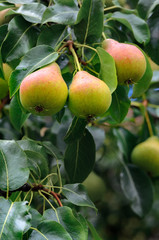 Fresh pears on a branch in the green leaves