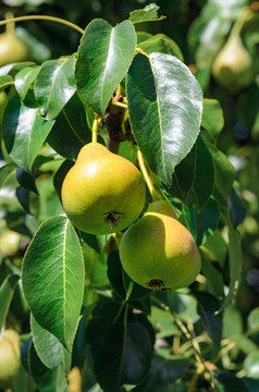 Fresh pears on a branch in the green leaves