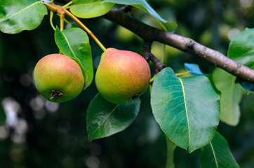 Two ripe pears with red sidled hanging on a tree branch with leaves