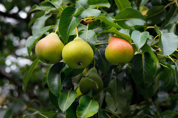 Fresh pears on a branch in the green leaves