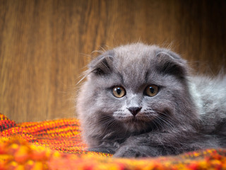 Portrait of a gray kitten. Cat Breed British lop-eared