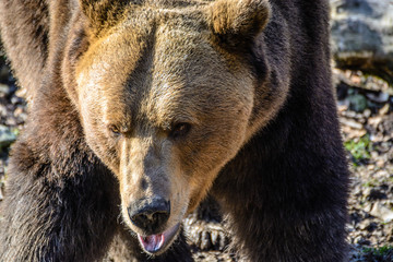Obraz premium Threatening bear
