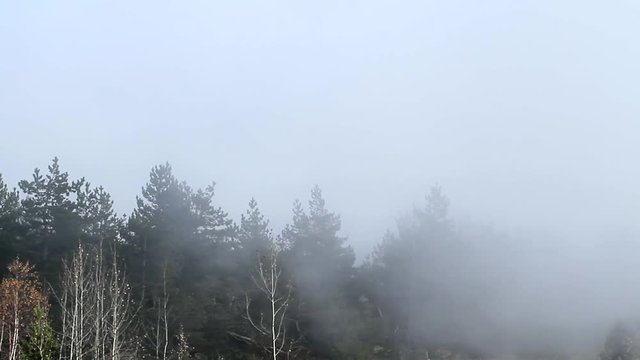 Fog in the forest. Taymlaps.