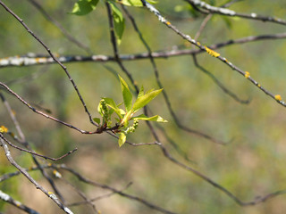 spring, bird cherry blossoms