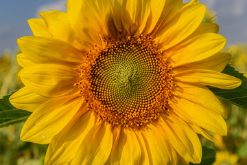 sunflower flower closeup yellow