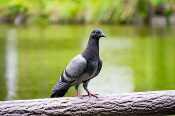 pigeon near pond