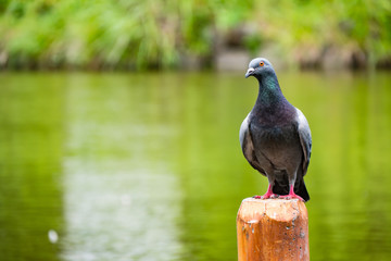 pigeon near pond