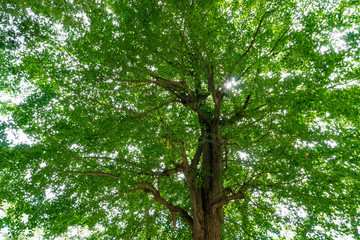 Obraz premium Ginkgo tree with sunshine after summer season
