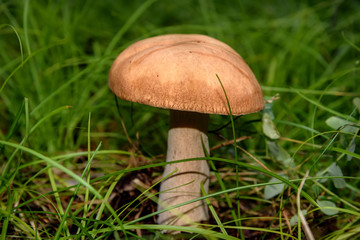 boletus mushroom forest grass