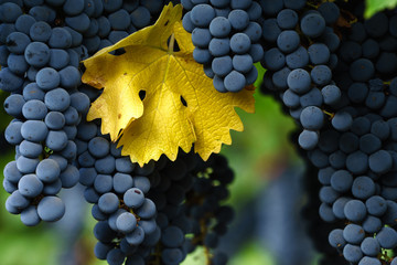 Ripe Cabernet Sauvignon grapes in Napa with single autumn leaf. Fall in Napa Valley wine country. Close up of bunches of red wine grapes hanging from the vine, ready for harvest. - obrazy, fototapety, plakaty