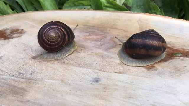 two snail crawling on a tree stump, Timelapse