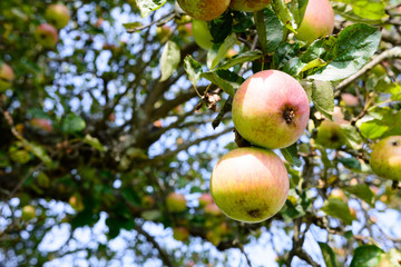 Apfel am Apfelbaum im Herbst