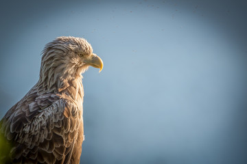 White-tailed Sea Eagle