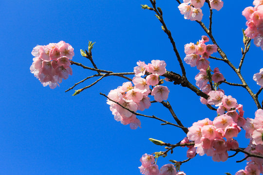 桜と青空-sakura-