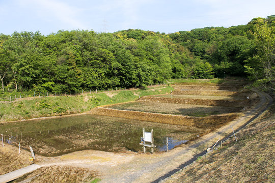 棚田 Terraced rice fields
