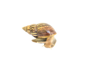 Closeup snail moving on floor isolated on white background with clipping path