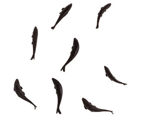 Black fishes isolated on white background, 3D rendering