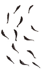 Black fishes isolated on white background, 3D rendering