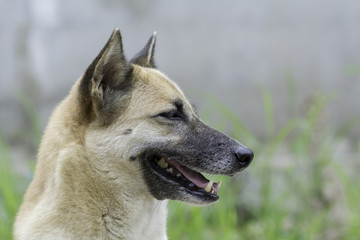 Obraz premium Side profile of Thailand dog
