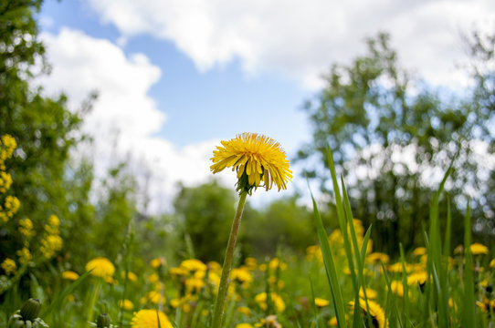 Fototapeta Blooming yellow dandelion on a green meadow on the background of blue sky