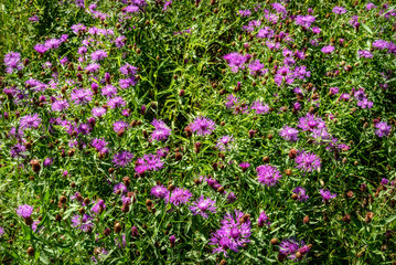 pink cornflowers wild flowers meadow