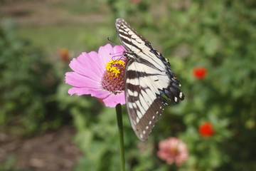 Fototapeta na wymiar A swallowtail butterfly on a zinnia flower.