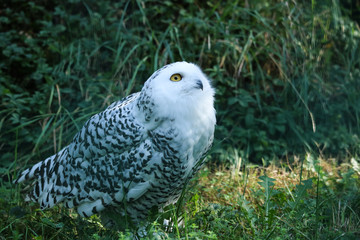 Schneeeule