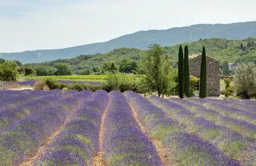 Tuinposter Lavendelveld in de Luberon - Provence © panosud360
