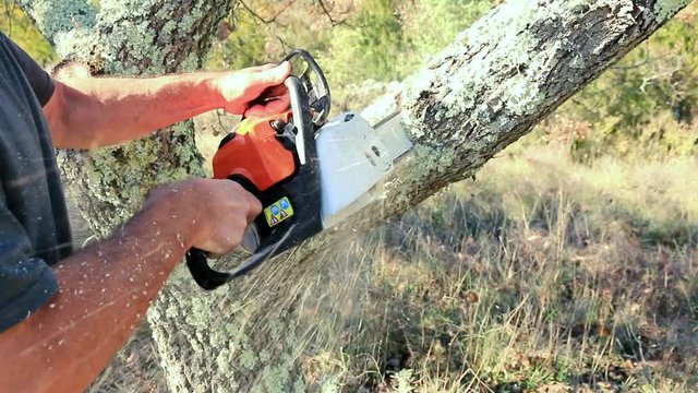 Elagage d'une branche