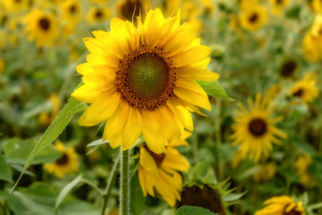 Obraz premium sunflower flower closeup yellow