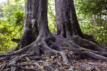 tree roots