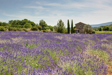 Obraz na płótnie Canvas Champ de lavande dans le Luberon - Provence