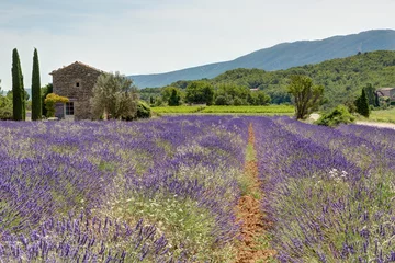  Lavendelveld in de Luberon - Provence © panosud360