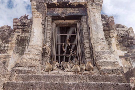 The monkeys that inhabit the historic site.