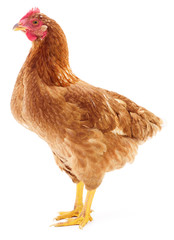 Brown hen isolated.
