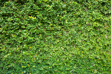 White window covered with green ivy