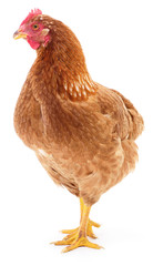 Brown hen isolated.
