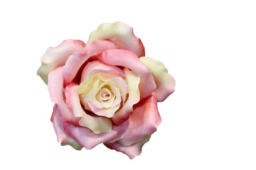 Rose white background