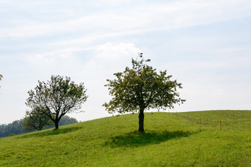 Fototapeta na wymiar Baum in der Natur auf dem Feld im Herbs