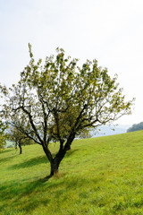 Baum in der Natur auf dem Feld im Herbst