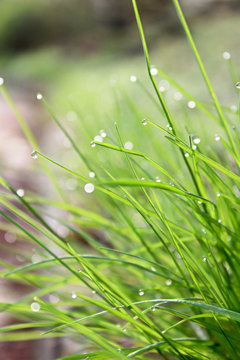 Green grass with waterdrops