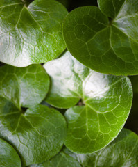 Shiny green leaves of asarabacca (Asarum europaeum)