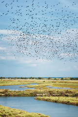 A Swarm of Bird - Camargue, France - obrazy, fototapety, plakaty