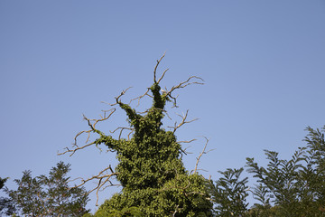 Baum mit Efeu bewachsen