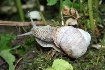 Weinbergschnecke