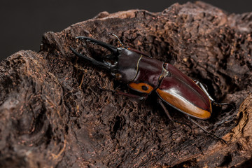 Orange Striped Stag Beetle on stump wood