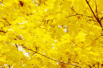 Natural autumn background with yellow maple leaves, selective fo