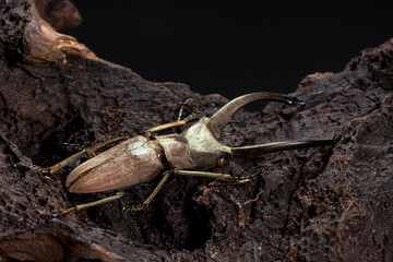 Golden Stag Beetle Dried