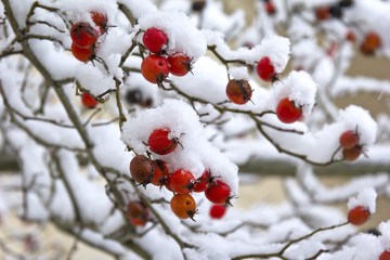 Overlooking a rosehip bush in winter