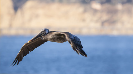 Pelican